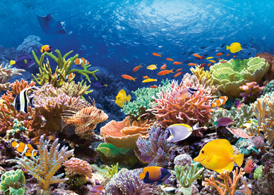 Coral Reef, 1000 palaa