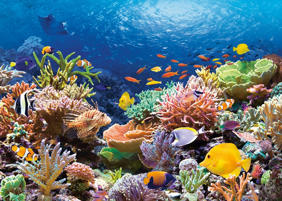 Coral Reef, 1000 palaa