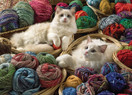 Ragdolls, 1000 palaa