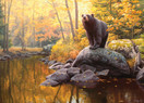 Black Bear Pond, 1000 palaa