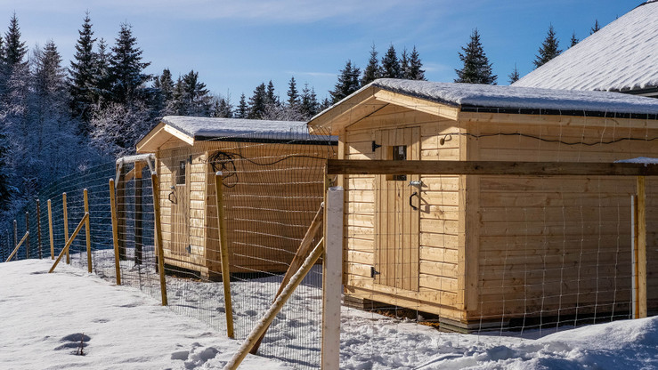 Kuvassa koiratarhaan sijoitetut kaksi koirataloa.