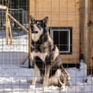 Ennakko tilaa Pieni koiratalo | 200 x 160 cm