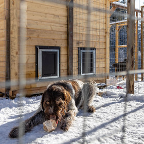 Jätti koiratalo | 210 x 300 cm