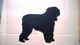 bouvier des flandres