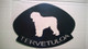 bouvier des flandres