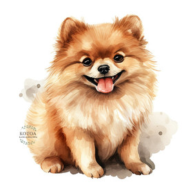 Värillinen Silityskuva: Pomeranian pentu, pieni