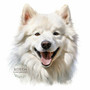 Värillinen Silityskuva: Samojedinkoira, pieni tai iso