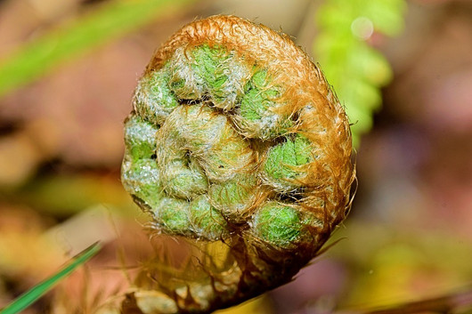 Viesti kasvikunnalta (1 valitsemaasi kasvi per tulkinta)