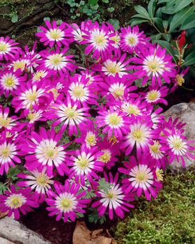 Outolempi: astrologinen parisuhdetulkinta. Parisuhteen mysteerio.