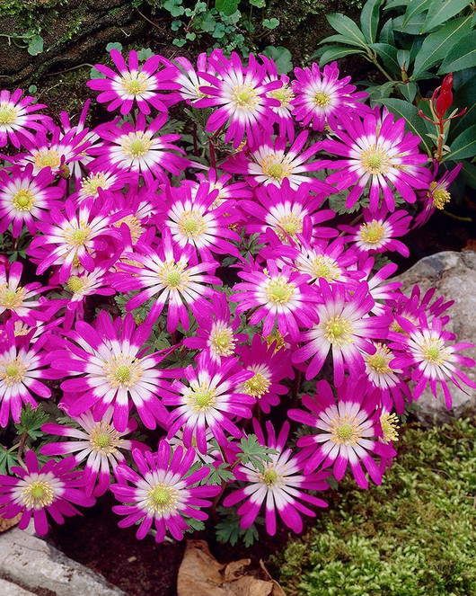 Outolempi: astrologinen parisuhdetulkinta. Parisuhteen mysteerio.