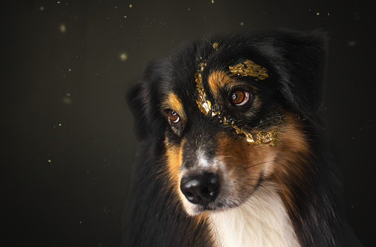 Animal communication: 