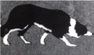 Vet bed non slip silhuet Border Collie