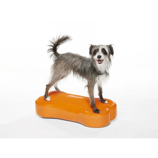 Fitpaws K9fitbone koiran tasapainoalusta turkoosi 58 x 29 x 10cm