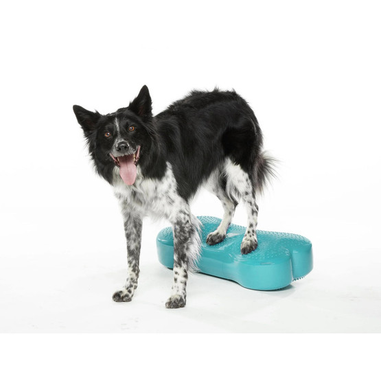 Fitpaws K9fitbone koiran tasapainoalusta turkoosi 58 x 29 x 10cm