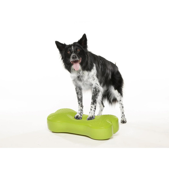 Fitpaws K9fitbone koiran tasapainoalusta turkoosi 58 x 29 x 10cm