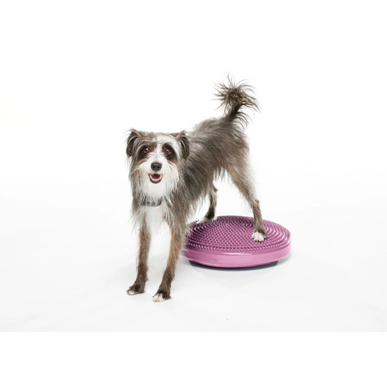 FitPAWS koiran tasapainolevy ø 36 cm