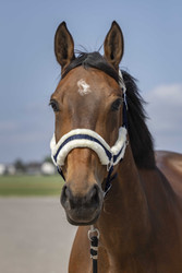 Equitheme nylonriimu, shetland & pony, eri värejä