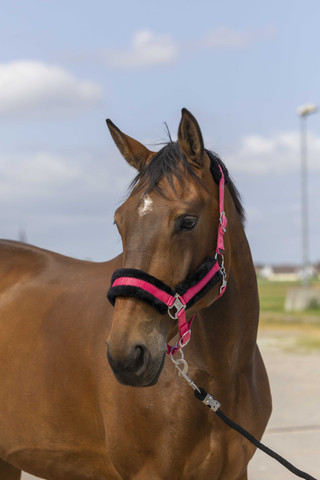 Equitheme nylonriimu, shetland & pony, eri värejä