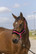 Equitheme nylonriimu, shetland & pony, eri värejä