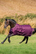 Bucas Freedom Stable 300g talliloimi, Blackberry