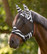 Zebra Fly Mask