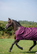 Bucas Freedom Turnout 300g fullneck ulkoimi, blackberry, koko 125cm