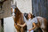 Equitheme Suzanne kisapaita, beige ja tummansininen