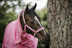 Bucas Dublin -riimu, Aurora Pink