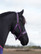 Bucas Dublin -riimu, navy grape