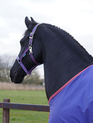 Bucas Dublin -riimu, navy grape