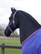 Bucas Dublin -riimu, navy grape