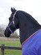 Bucas Dublin -riimu, navy grape