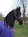 Bucas Dublin -riimu, navy grape