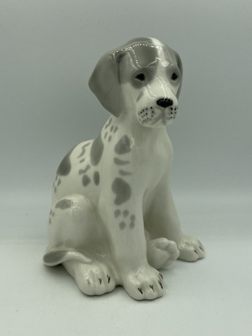 Lomonosov Dalmatian dog 