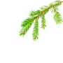 SpruceSugar™ Kuusisokeri