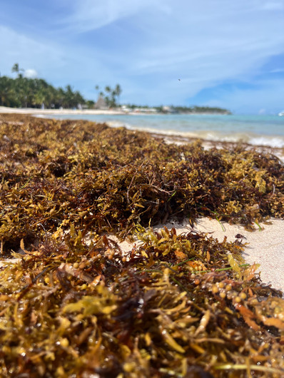 OCEANTHIX™ Alginaatti