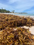 OCEANTHIX™ Alginaatti
