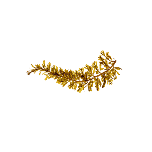 OCEANTHIX™ Alginaatti