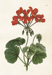 Sköna Ting juliste punainen pelargonia 35 x 50 cm 