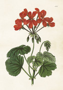Sköna Ting juliste punainen pelargonia 35 x 50 cm 