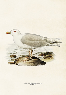 Sköna Ting juliste 35x50 cm lokki 