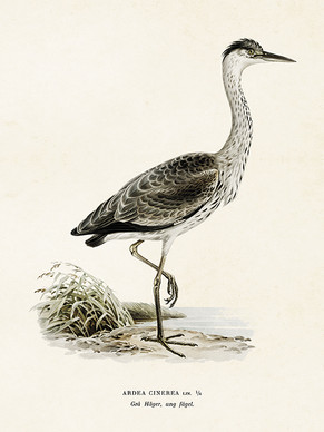 Sköna Ting printti haikara 18 x 24  cm 