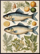 Vanilla Fly juliste 30 x 40 cm Kalat 1