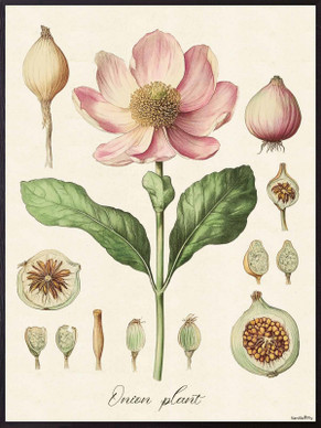 Vanilla Fly juliste  30 x 40 cm Flora pink 