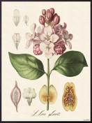 Vanilla Fly juliste  30 x 40 cm Flora pink  2