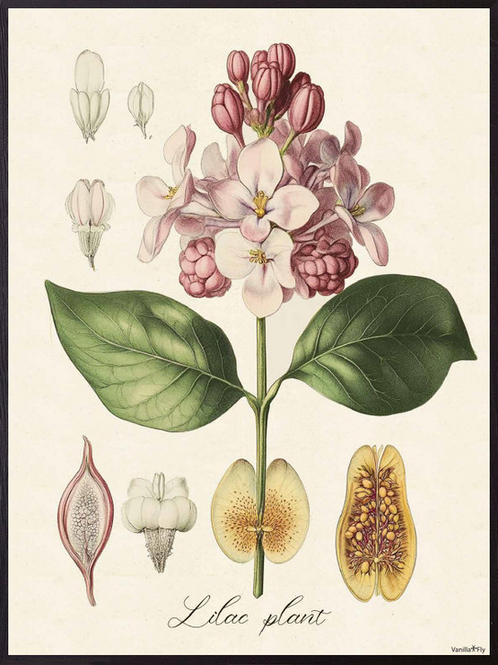 Vanilla Fly juliste  30 x 40 cm Flora pink  2