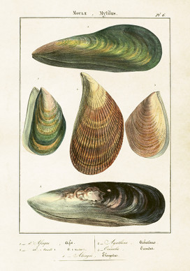 Sköna Ting juliste simpukat Mytilus  35 x 50 cm 
