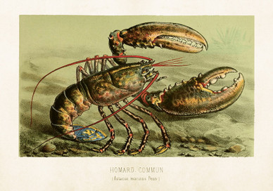 Sköna Ting juliste hummeri 50 x 35 cm 