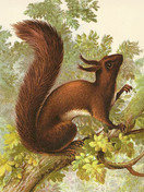 Sköna Ting printti orava 18 x 24  cm 