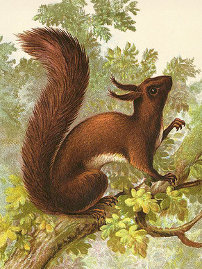 Sköna Ting printti orava 18 x 24  cm 